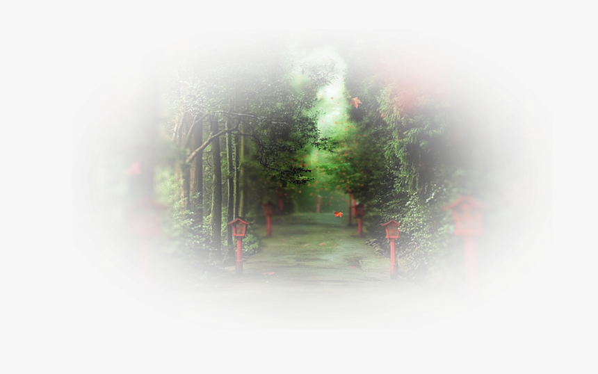 Spruce, HD Png Download