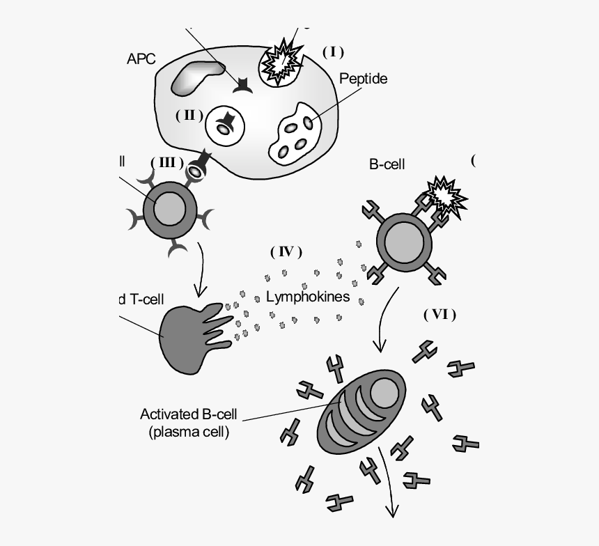 Pictorial Representation Of The Essence Of The Acquired - Immune System Art Projects, HD Png Download