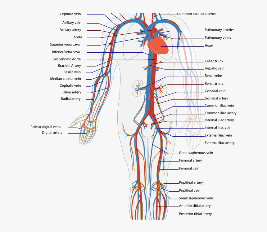 Transparent Immune System Png - Blood Flow Of The Body, Png Download