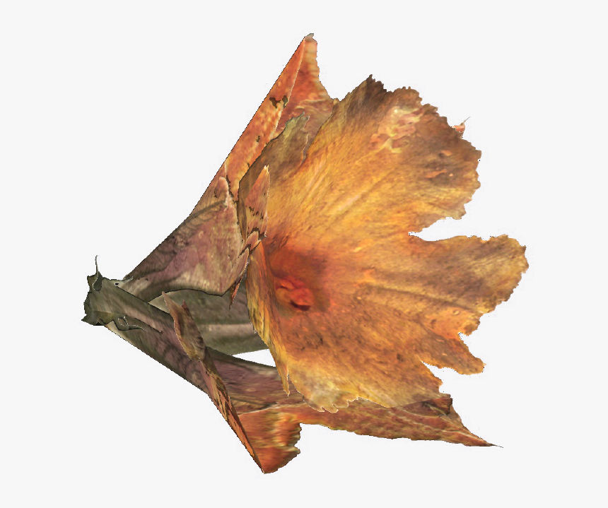 Maple, HD Png Download