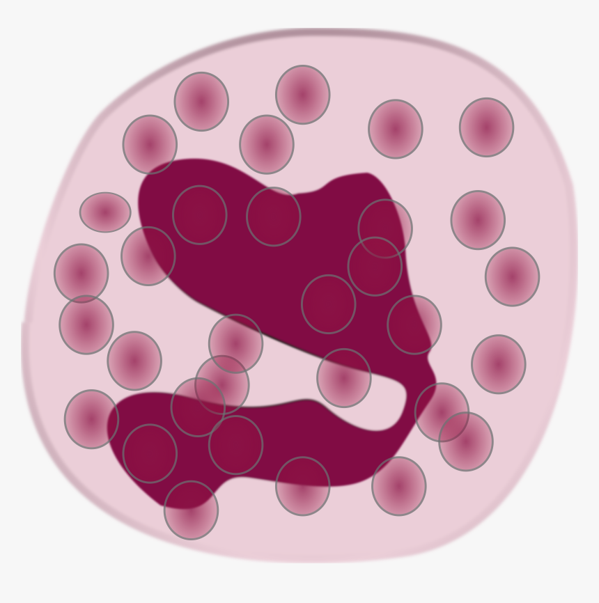 White Blood Cell Eosinophil Neutrophil Immune System - Eosinophil Clipart, HD Png Download