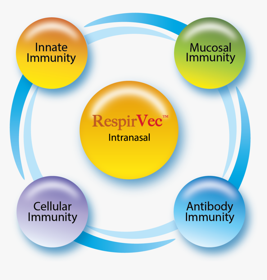 Circle, HD Png Download