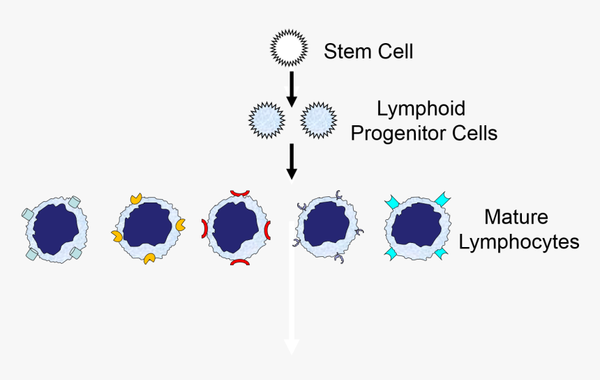 Cells, HD Png Download