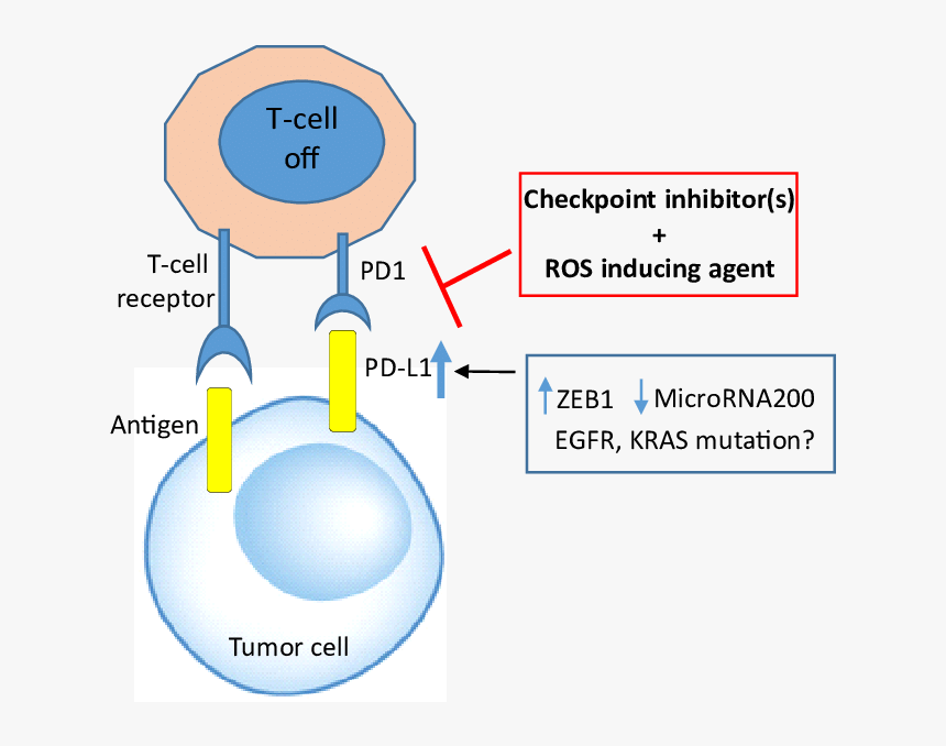 Cancers Cells Adapt And Exploit Immune System To Evade - Immune Evasion Pd L1, HD Png Download