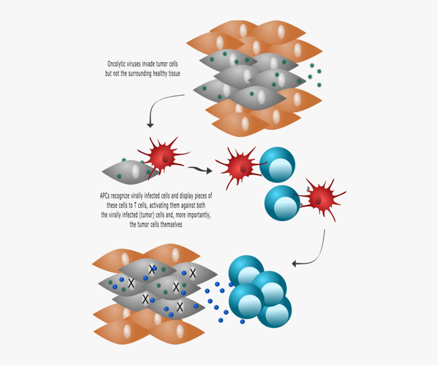 Transparent Malignant Clipart, HD Png Download