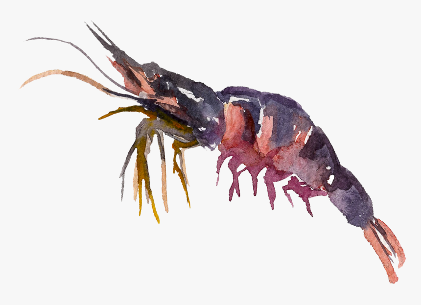 Transparent Crayfish Png - Antarctic Krill, Png Download