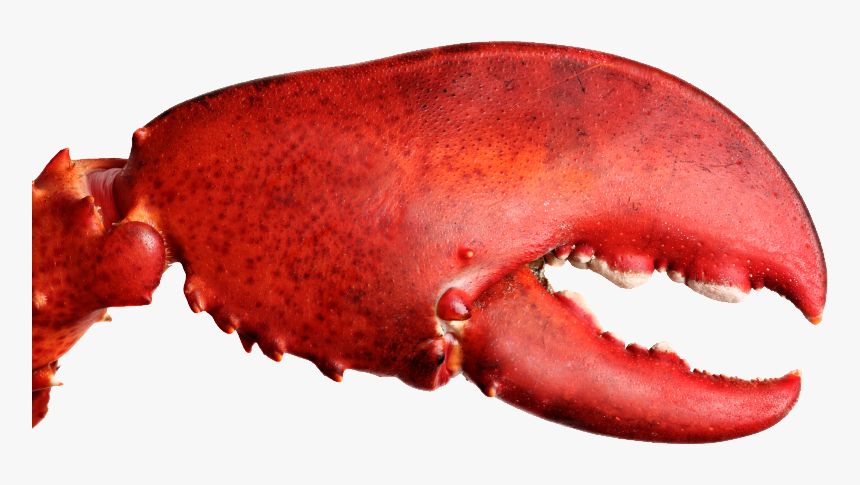 Lobster Claw Png - Lobster Crusher Claw, Transparent Png