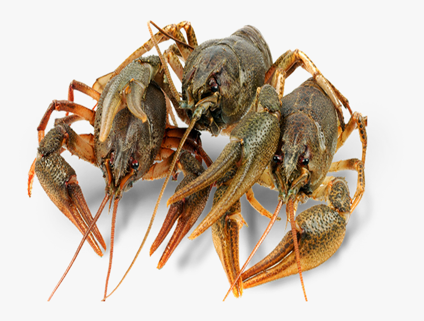 Alive Crayfish / Cancer / Lobster - Раки Живые, HD Png Download