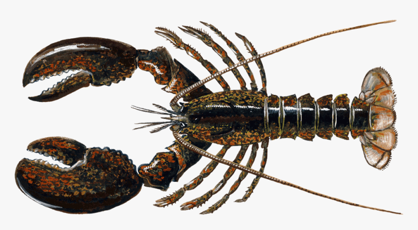 Maine Lobster, HD Png Download