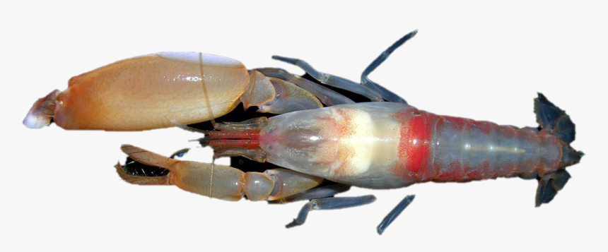 Shrimp Png Image - Homarus Gammarus, Transparent Png