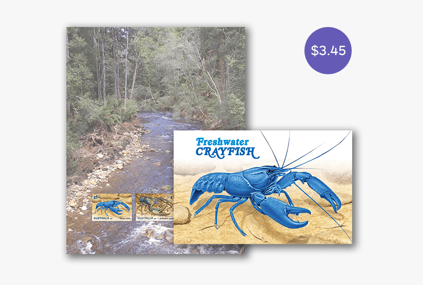 Ground Beetle, HD Png Download