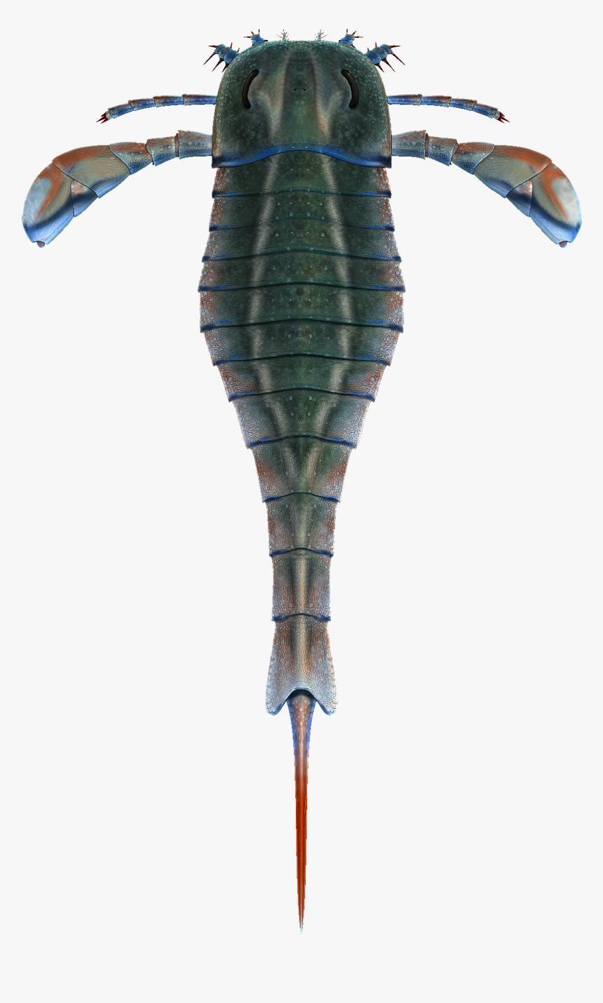 Eurypterus Cropped - Homarus Gammarus, HD Png Download
