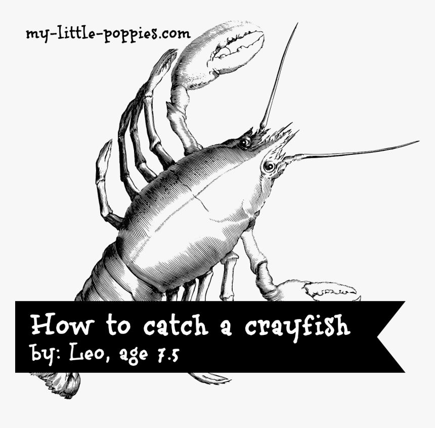 How To Catch A Crayfish - Crab Mythology, HD Png Download