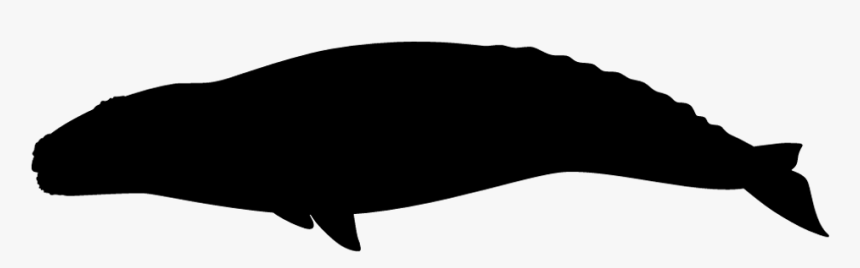 Killer Whale, HD Png Download