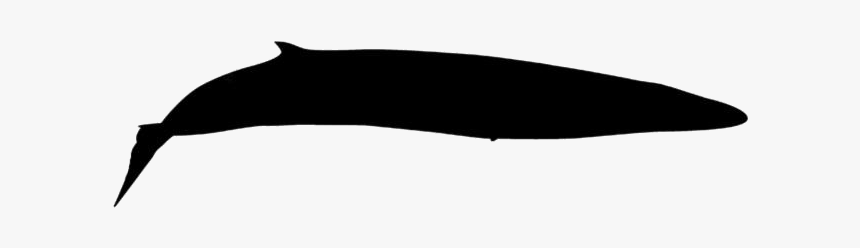 Transparent Fin Whale Silhouette - Fish, HD Png Download