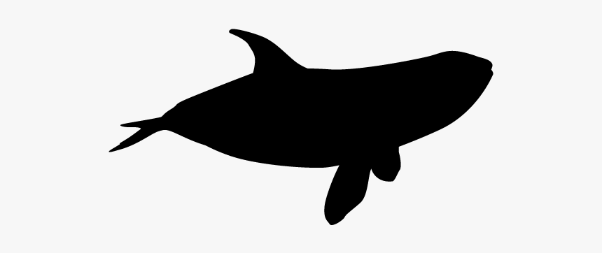 Whale, HD Png Download
