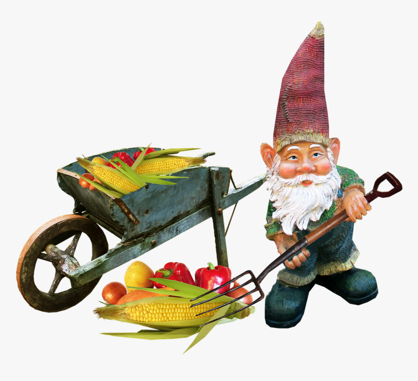 Gnome Working Vegetables Free Photo - Gnomes Png, Transparent Png