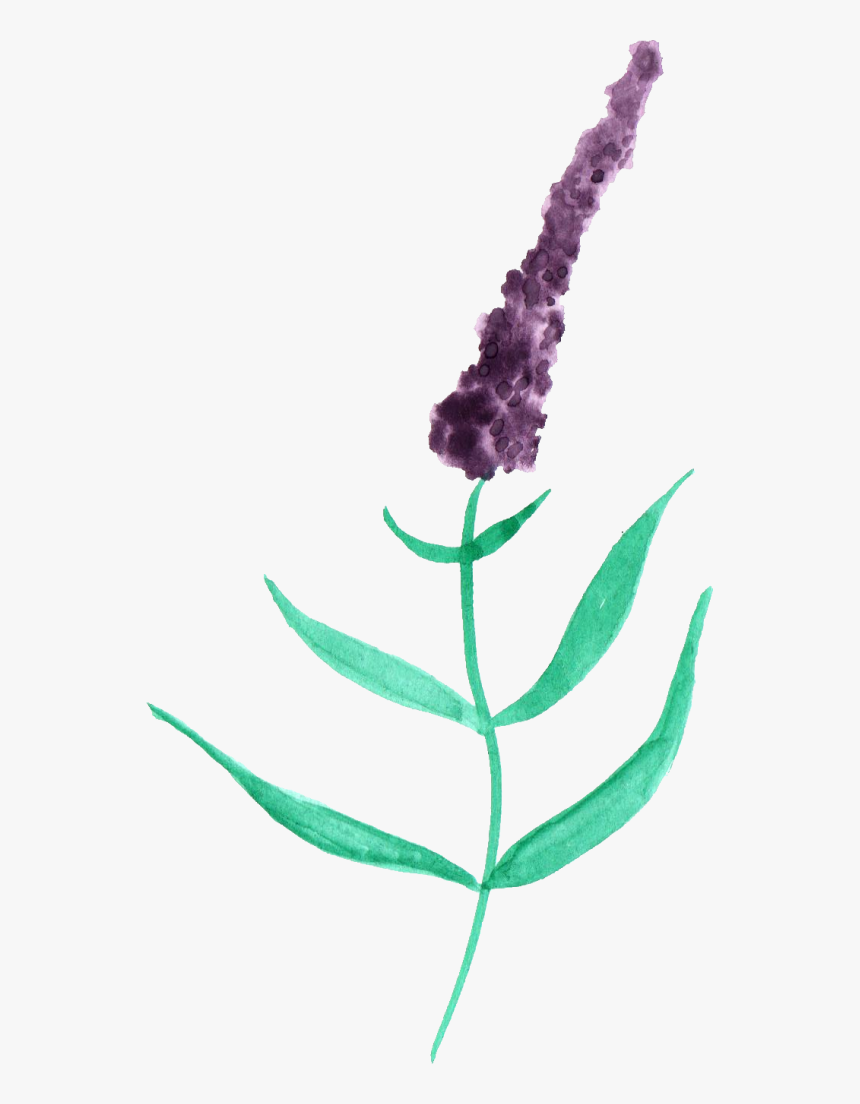 Watercolor Lavender Png Black And White - Watercolor Painting, Transparent Png