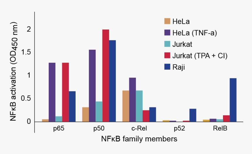 Nfkb Family Profiling Of Dna Binding Activation In - Jurkat Tnf, HD Png Download