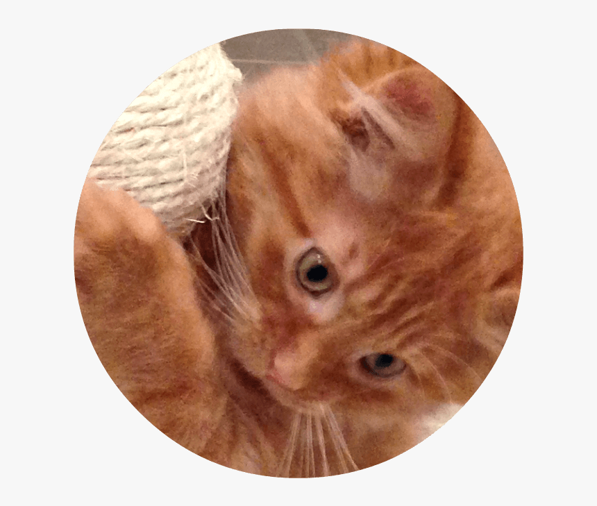 Download Close Up Of - Electric Ray, HD Png Download