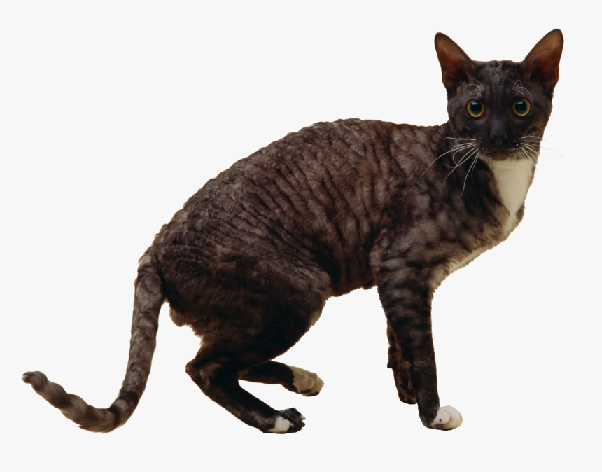 Cat Png - Cornish Rex, Transparent Png