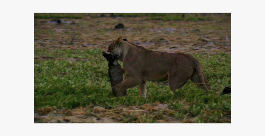 Stallion, HD Png Download