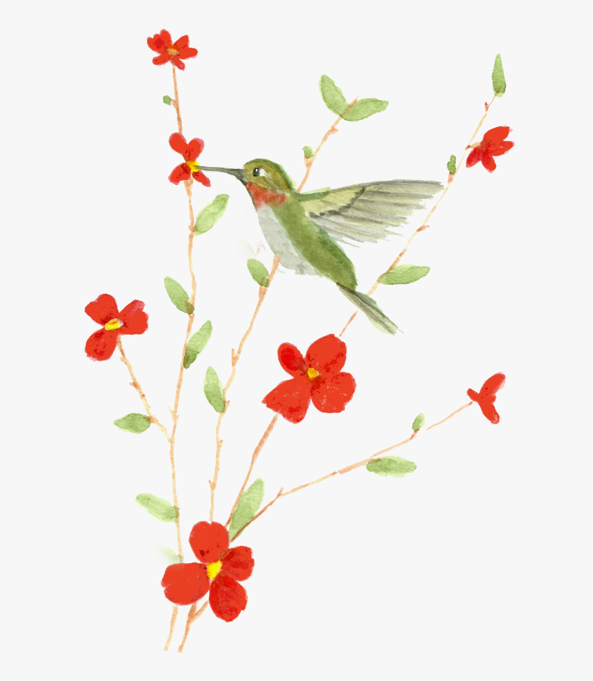 Watercolor-printable - Caesalpinia, HD Png Download