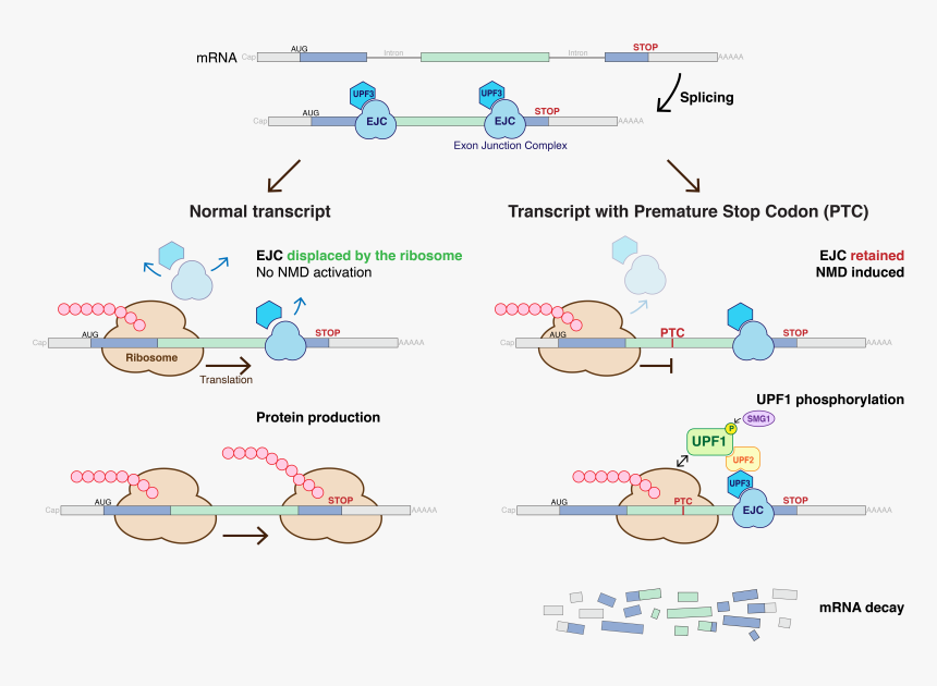 Nonsense-mediated Decay - Nonsense Mediated Mrna Decay, HD Png Download