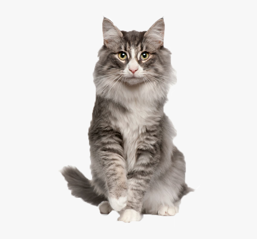 Cats Png Clipart - Norwegian Forest Cat Small, Transparent Png