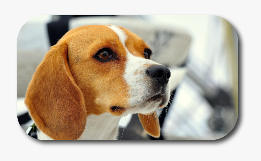 Beagle Dog Face, HD Png Download