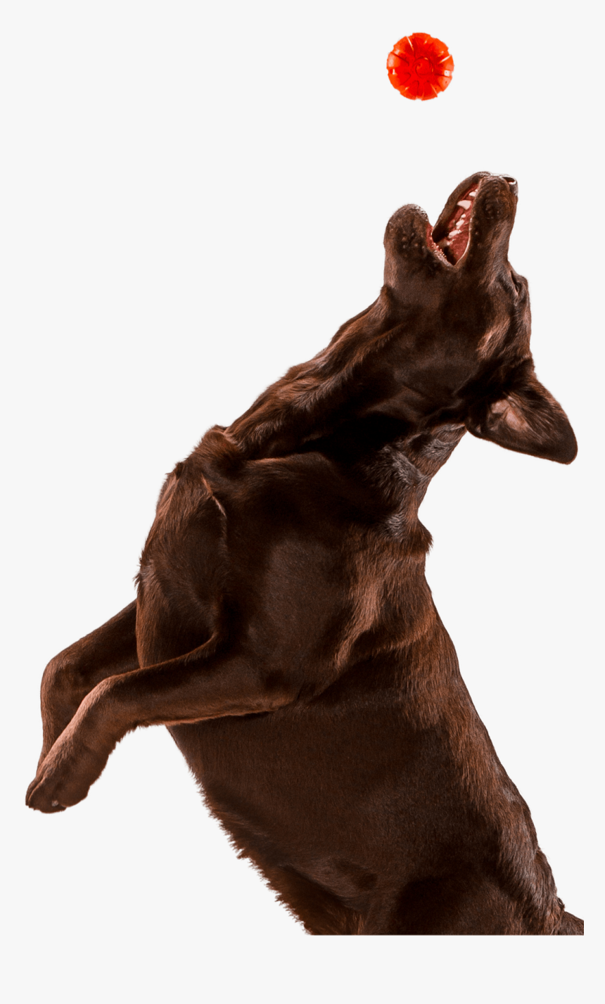 Dog , Png Download - Transparent Jumping Dog, Png Download