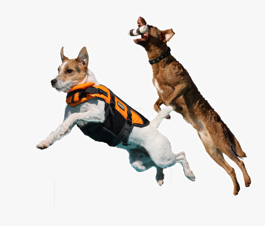 Dog Catches Something, HD Png Download