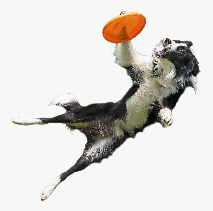Clip Art Imgur - Jumping Dog Cut Out, HD Png Download