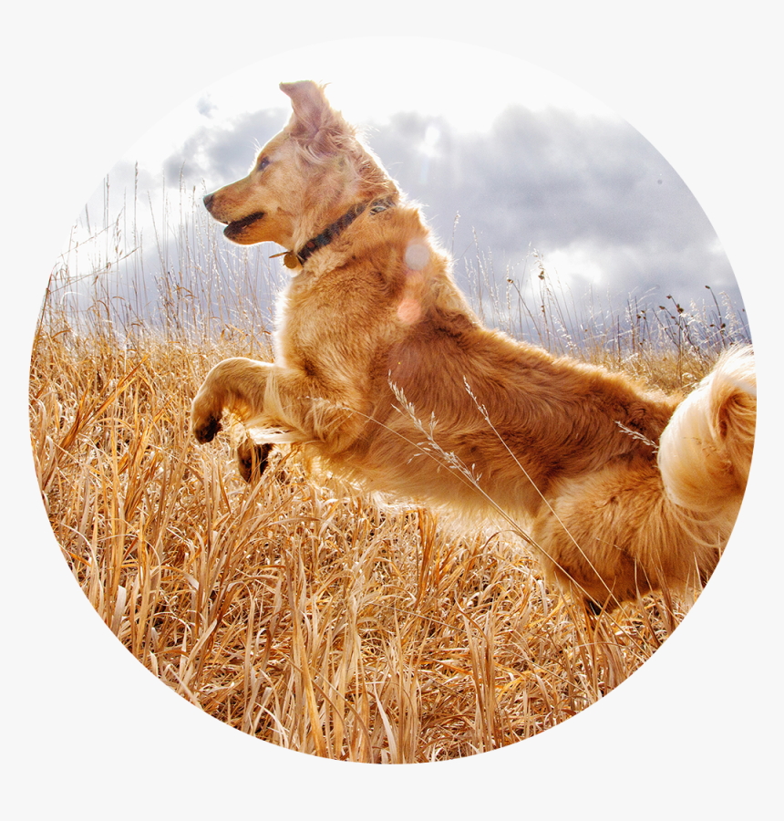 Dog Catches Something, HD Png Download