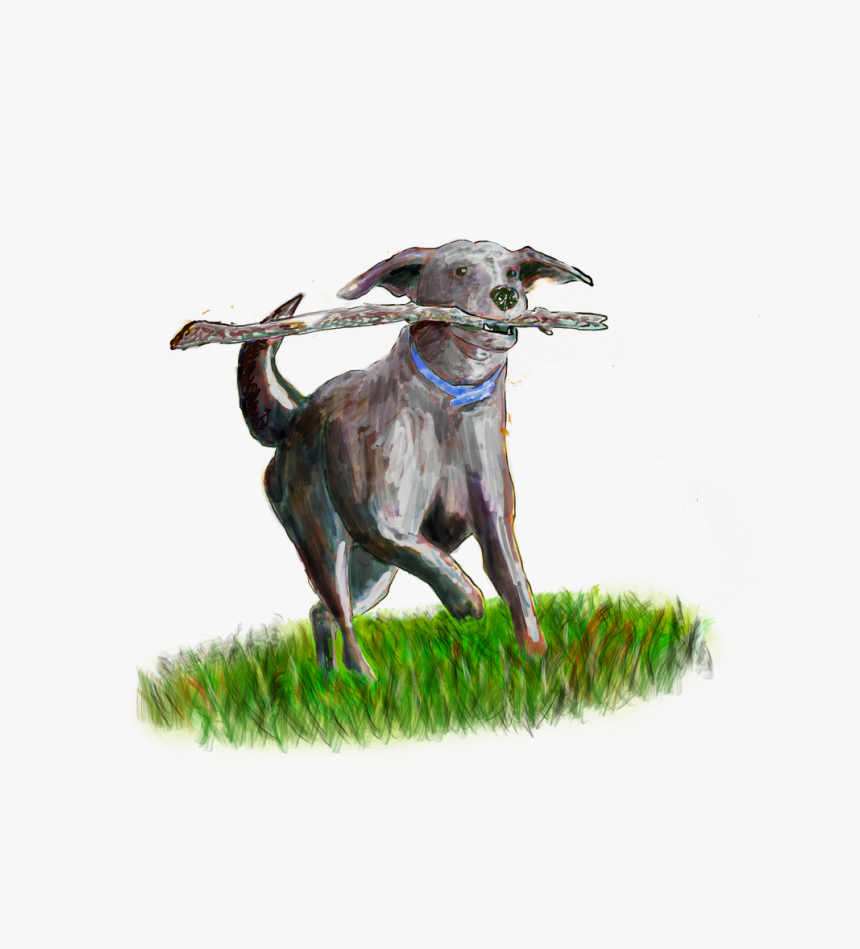 Secure Dog Field Somerset Evas Green - Dog Catches Something, HD Png Download