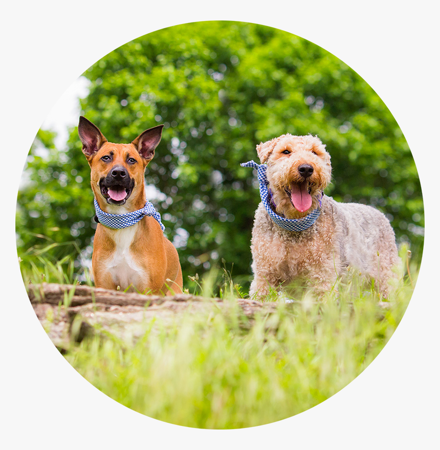 Pet Imagery By Lauren Kaplan - Airedale Terrier, HD Png Download