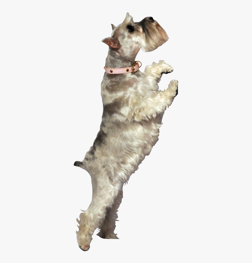 Idea3 - Dog Catches Something, HD Png Download