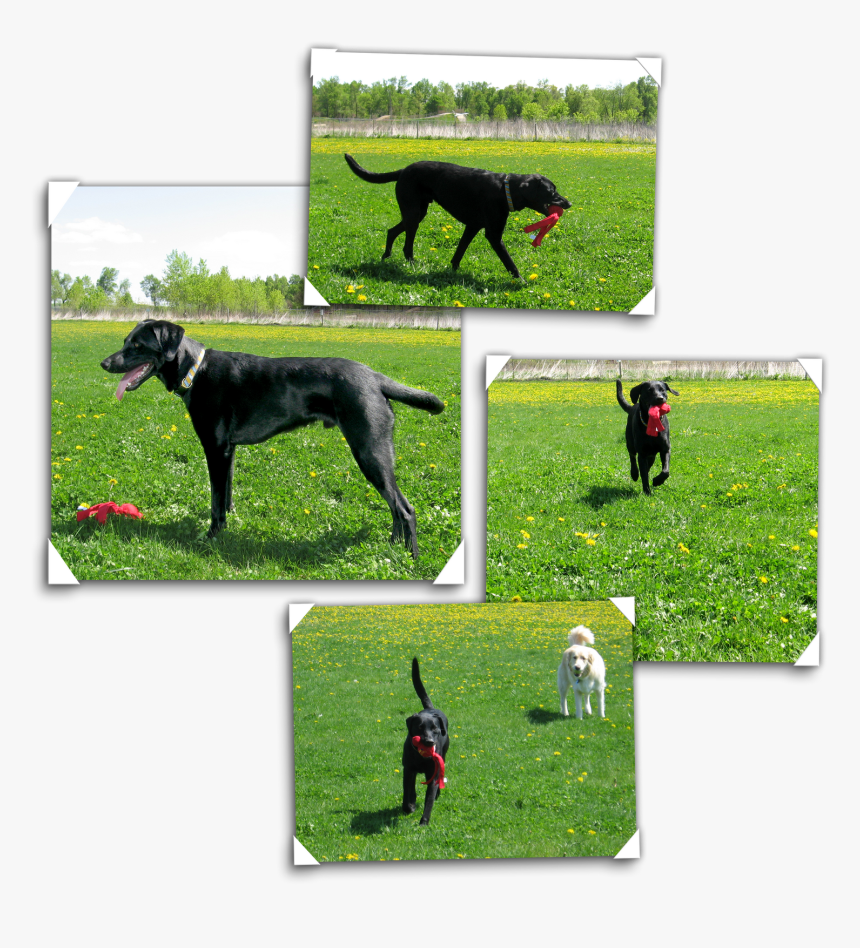 Dog Catches Something, HD Png Download