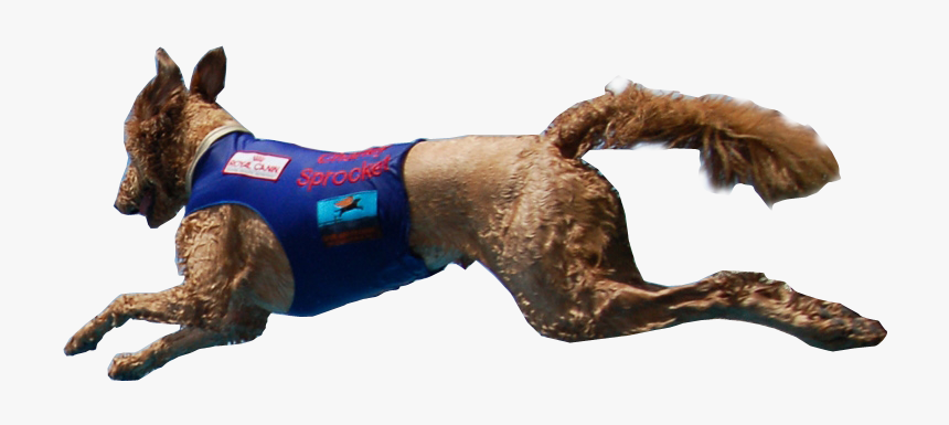 Dog Catches Something, HD Png Download