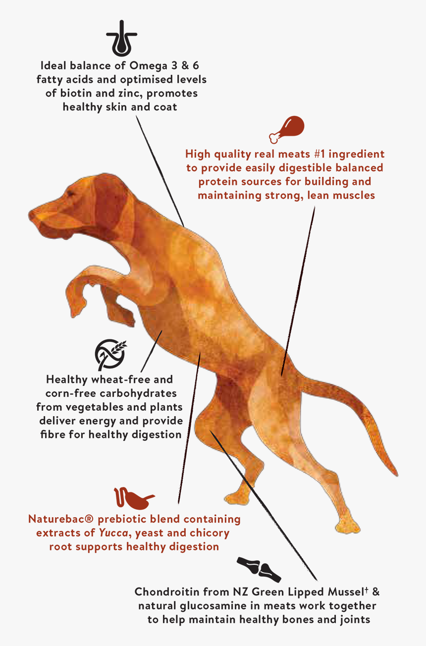 Jumping Dog - Dog Jumping Muscles, HD Png Download