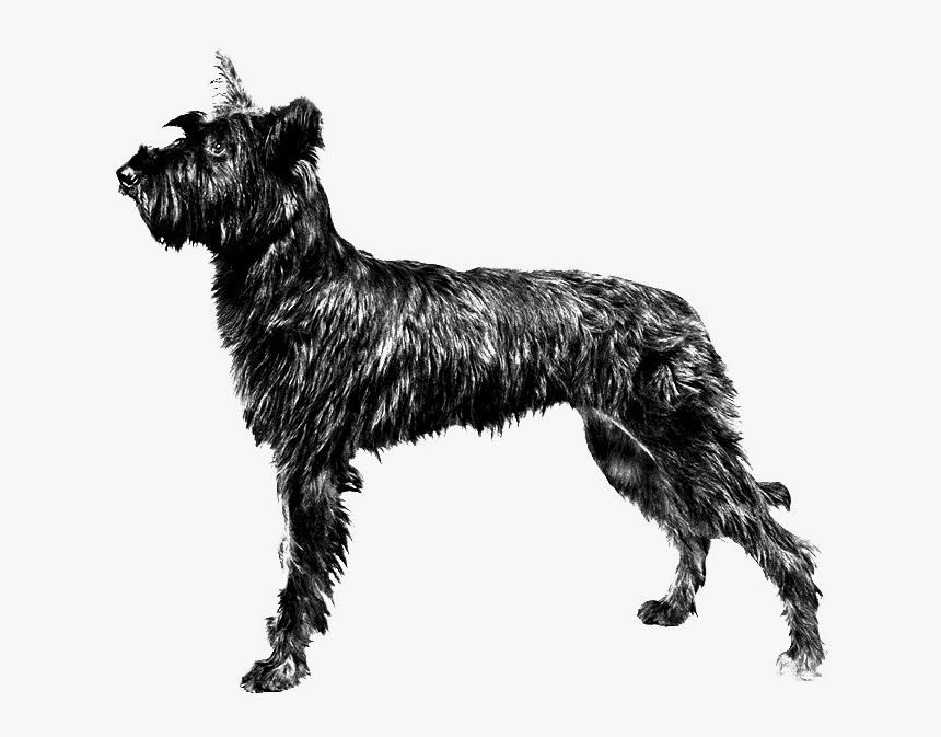 Miniature Schnauzer Berger Picard Standard Schnauzer - Dog Breeds Berger Picard, HD Png Download