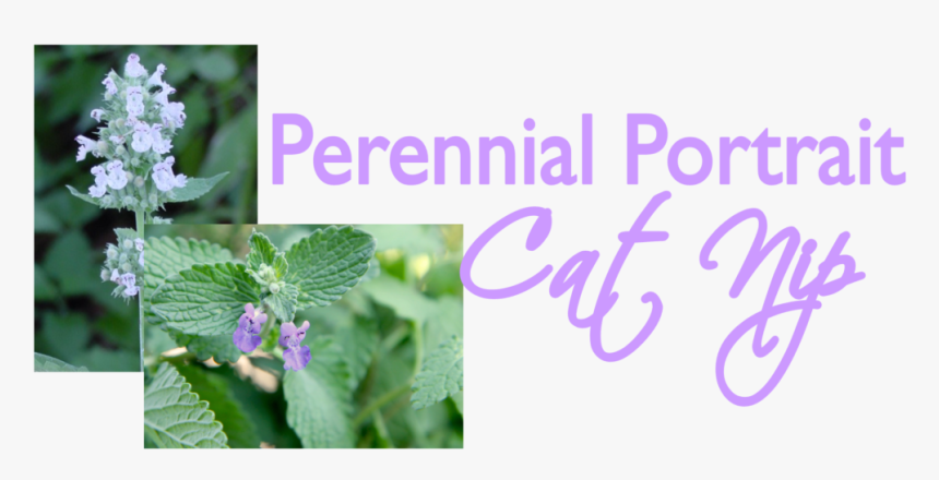 Catnip Plant, HD Png Download