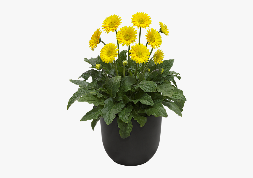 Yellow Garvinea Gerbera Daisy, HD Png Download