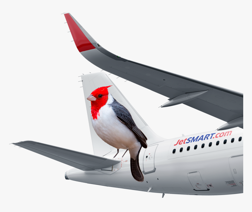 O Cardeal, HD Png Download