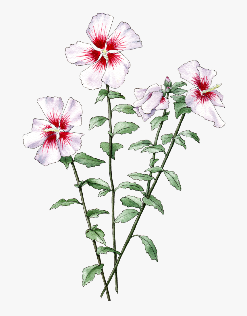 Illustration By Helen Krayenhoff - Dianthus, HD Png Download