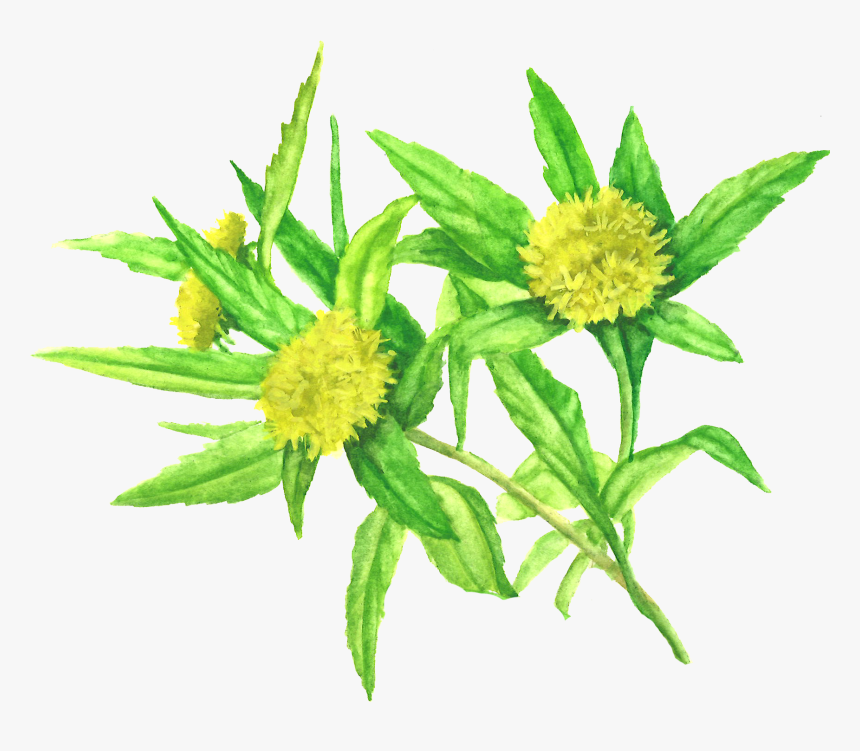 Rhodiola Rosea, HD Png Download