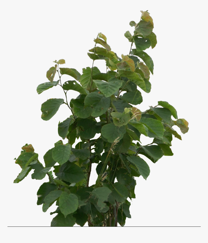 Transparent Tree Cutout Png - Houseplant, Png Download
