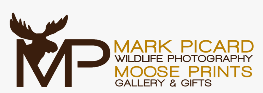 Melbourne International Film Festival, HD Png Download