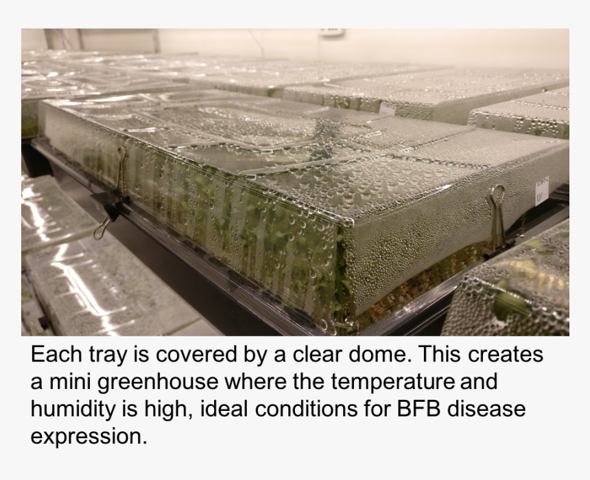 Grass, HD Png Download