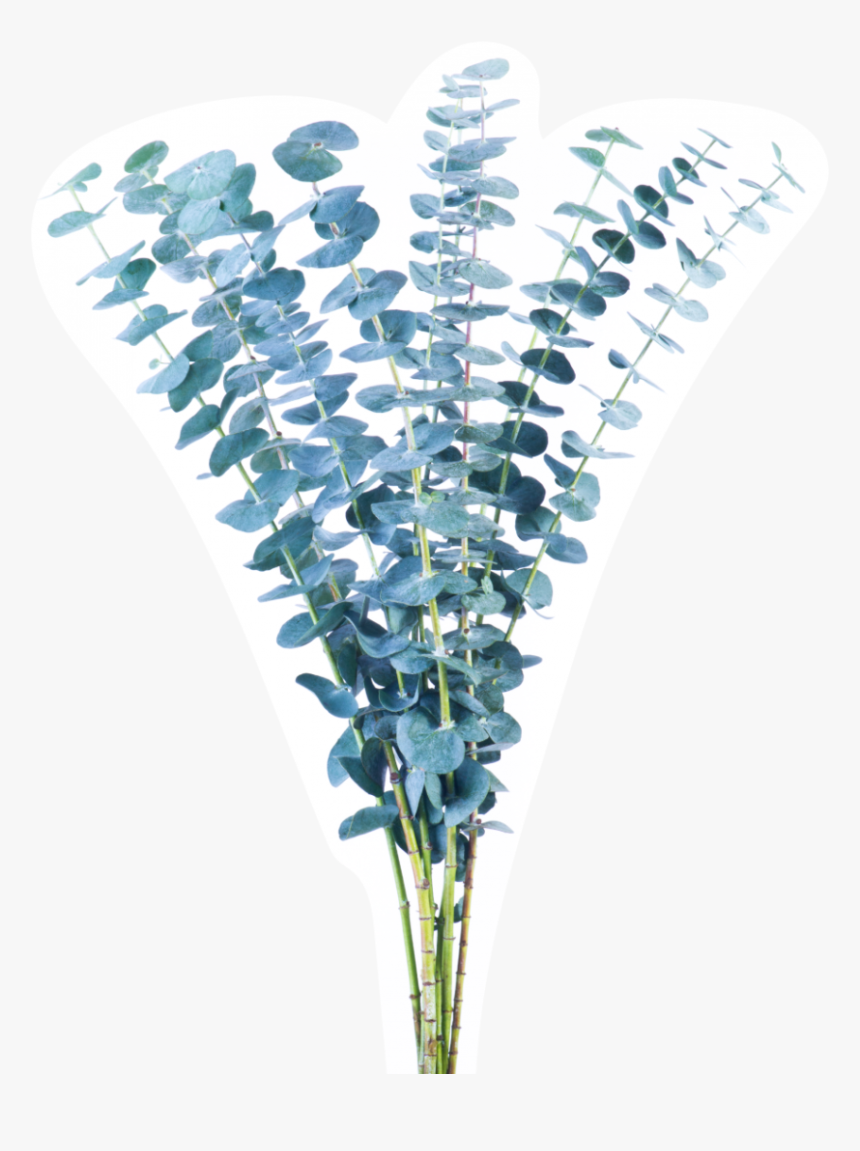 Lavender, HD Png Download